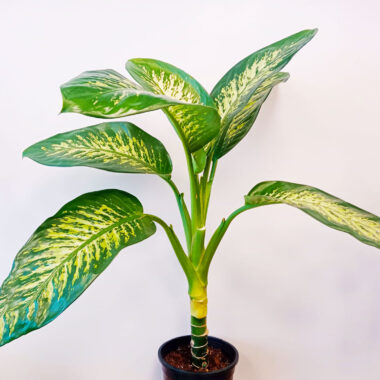 Dieffenbachia Seguine Bitkisi